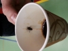 Johan fick en fluga i soppan...kaffet.